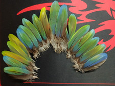 arafedern