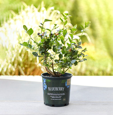 Sunshine Blue Blueberry   Live Fruiting Shrub | Self-Pollinating, Compact