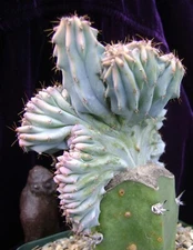 Myrtillocactus geometrizans strictum cristatus succulent cactus