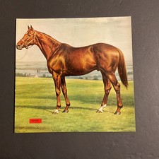 SWAPS 8 X 8 photo Horse  Racing 1955 KENTUCKY DERBY