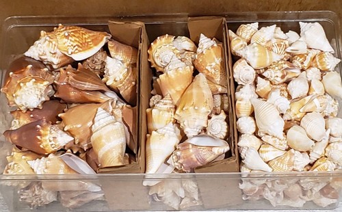 4.5 lb Mixed-Sized Lot of Vintage 1980s Florida Fighting Conch (Strombus Alatus)