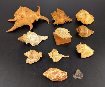 Small Lot Seashells Conch Whelk Cone Scallop Beach Nautical Decor Craft ...