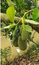 Jackfruit Artocarpus Heterophyllus Jack Fruit Seedling Plant 6  -12" / Organic
