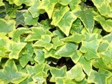 Pack x6 Hedera (Trailing Ivy) Helix 'Golden Child'  Perennial Plug Plants