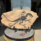 TOP! simulated Jurassic Cretaceous dinosaur skeletal fossil specimens 2.2LB — photo 8