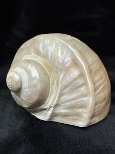 Large Vintage Mother of Pearl Turbo Marmoratus Seashell Turban Shell
