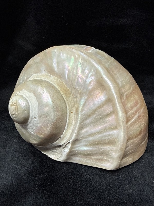 Large Vintage Mother of Pearl Turbo Marmoratus Seashell Turban Shell