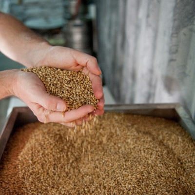 Malted Barley Grain Brewing 5 POUNDS - Distilling Beer Moonshine Whiskey Ferment