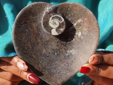 Hand Carved Fossil Ashtray  w Orthoceras and Ammonite Fossil 400 Mil Yrs.