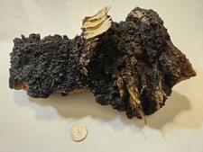 Wild Harvested Chaga Mushroom 1 Pound 16 Ounces Forests of Western Massachusetts