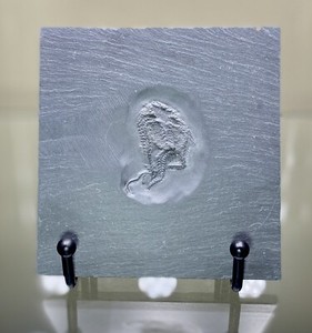 Bundenbachia Beneckei Taeniaster Starfish Fossil ~ Bundenbach Germany~ Devonian