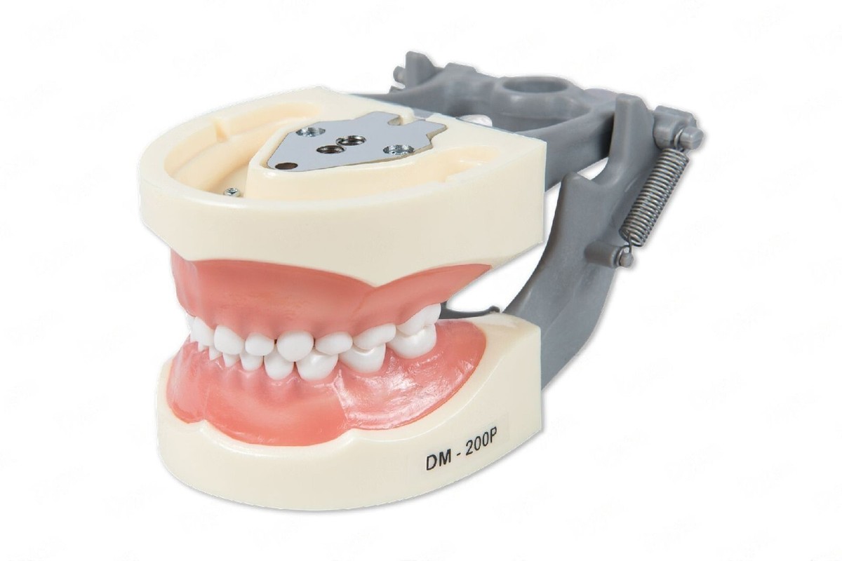 YOUYA DENTAL TM-021 Dentale Typodont Dentale - Foto 1