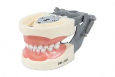 Dental Typodont Model 200P Compatible w/ Nissin Teeth