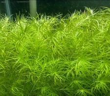 Guppy Grass / Najas. At least 30 grams (Aquarium Stem Plant) Free Post. 