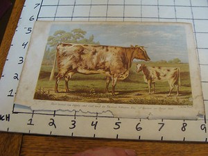 Vintage Print: short horned Cow bred by Thomas Robinson esq 1848 w. h davis prin