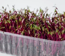 Bulls Blood Beet MICROGREEN Seeds | NON-GMO | Heirloom | Seeds for Sprouting