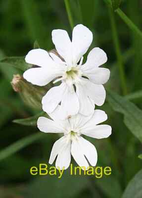 Foto 6x4 Weißer Campion (Silene latifolia) Inverkeilor Die weniger häufige WH C2008