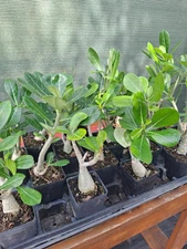 5 Adenium Obesum desert rose seedlings Rosa Del Desierto US SELLER