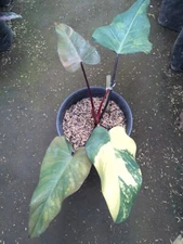 Real Pick Philodendron Dark Lord Variegated Big Leaf