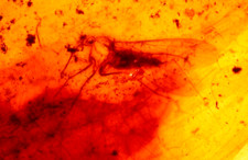 EXTINCT Scorpionfly Mecopteran in Burmese Amber Fossil Dinosaur Age
