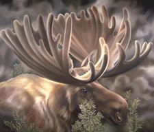 Ceramic Backsplash Tile Mural Deer Elk Kitchen/Bathroom - Moose Portrait