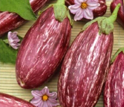 8x Aubergine Listada de Gandia- Aubergine Samen Gemüse KS461 - Picture 1 of 5