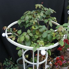 Plant Trellis Indoor Outdoor Garden Supplies For Climbing Plants Single Loop