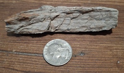 Petrified Wood Limb Fossil 4'' Natural Specimen Iron Staining Agatized Wood