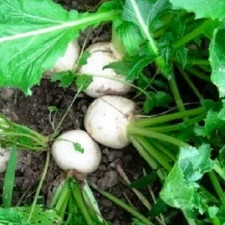 Seven Top Turnip Seeds | NON GMO Turnip Seeds | Fresh Heirloom Garden Seeds