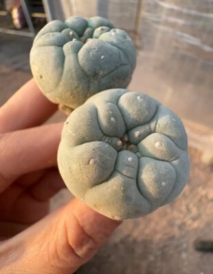 2PCS 2.8cm± Rare Succulent Plant Cactus Own Root Boutique Garden WYSIWYG