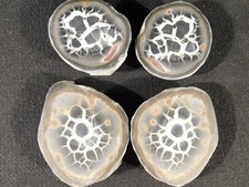 TWO! Larger Cut and Polished SEPTARIAN Nodules From Morocco 374gr