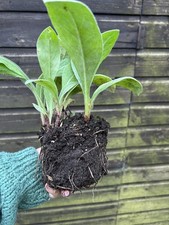 1 x Large bare root Centaurea montana HARDY perennial cornflower