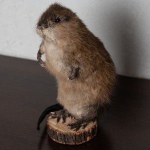 stuffed beaver taxidermy