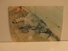 FOTOGRAFÍA ENCONTRADA DE COLECCIÓN ARTE EN COLOR FOTO ANTIGUA MAPACHE BASURA PANDA MUERTO O DORMIDO