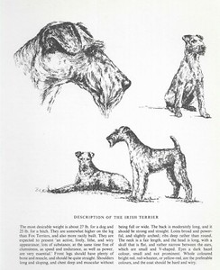 Irish Terrier Sketch - CUSTOM MATTED - 1963 Vintage Dog Art Print 