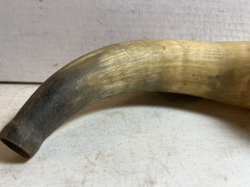 Vintage 12” Natural Bull Steer Blow Horn - Good Condition, Black Brown - Picture 2 of 9