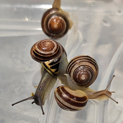#ad Two 2 Live Pet Snails Cepaea Nemoralis Grove Snials $18.45