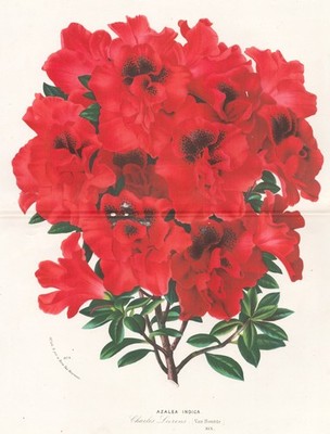 Azalea Azaleas azaleas Charles Leizens Flower Botany Botany Houtte Lithograph