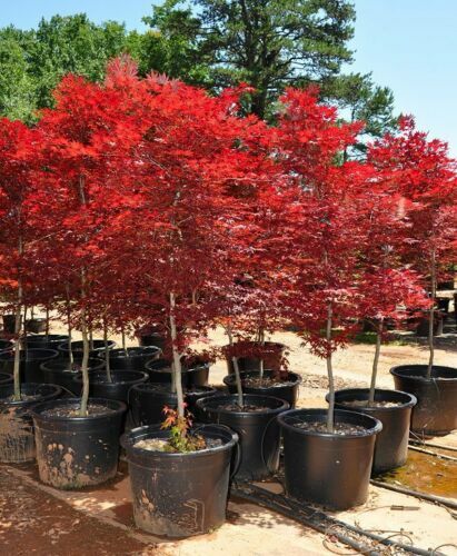 Acero Rosso Giapponese Seiryu - Pianta In Vaso ø11 Cm - Vivaio Castelletto - Foto 7