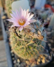 Escobaria tuberculosa var. varicolor (cactus - succulent - plant)