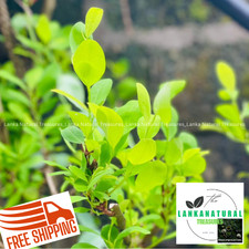 Trujillo leaves 100 natural Ceylon Ayurvedic Plant leaf new for Tea Drink