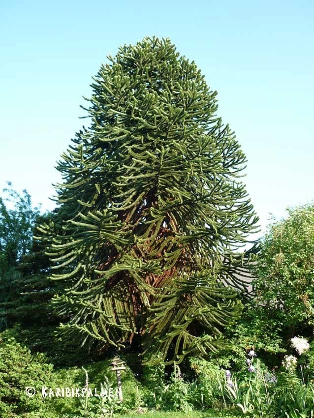 Araucaria araucana - Schmucktanne   25-35cm  Winterhart - Andentanne (2,5 Jahre) - Bild 4 von 4