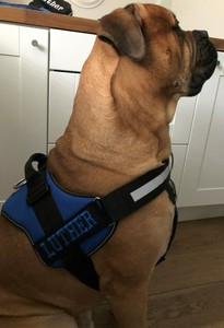 k9 personalised harness