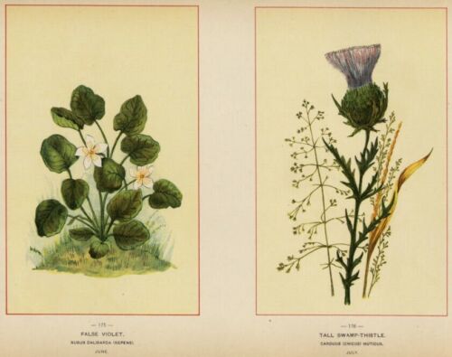 False Violet & Swamp Thistle: Genuine 1894 Wildflower Chromolithograph Botanical - Bild 1 von 2