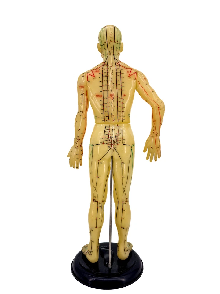 Vtg 17” Acupuncture Model Anatomical Mannequin Midcentury Medical Oddity on Base Foto 4 de 4