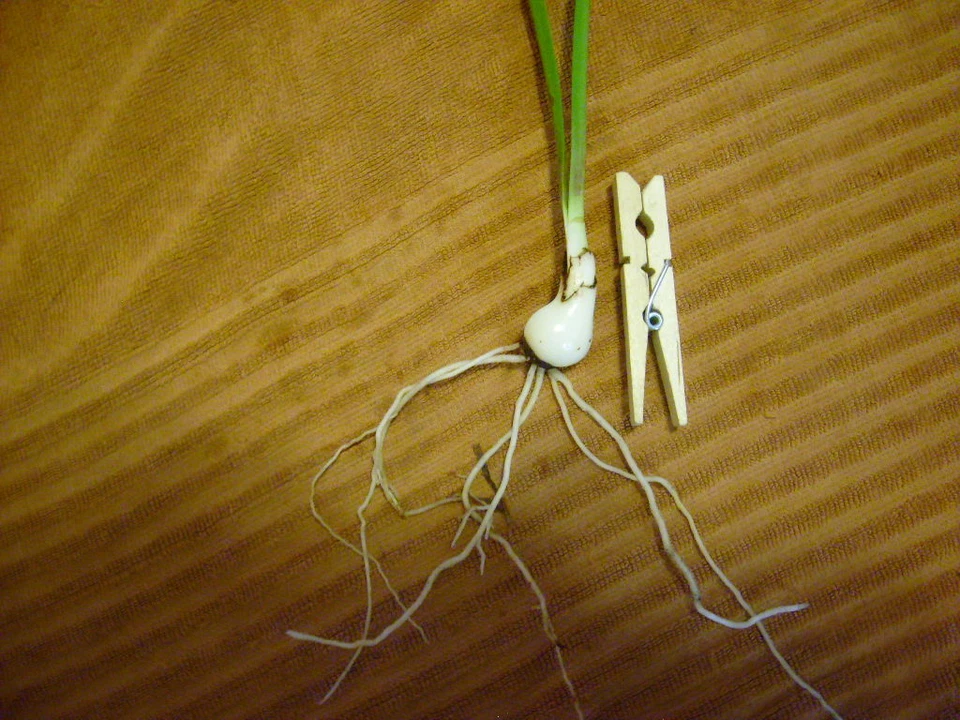 Cuatro Amaryllis Off Set Bombilla Hippeastrum Flor de Lirio 6-12 cm. Foto 2 de 4