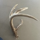 74” Self Standing Wild Whitetail Shed Antler Good Color Heavy Horn To All Tips — photo 6