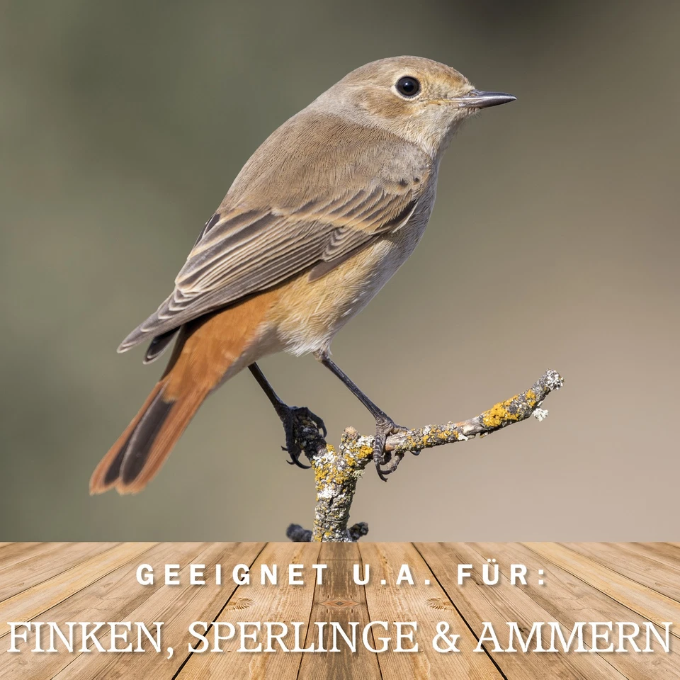 Wildvogelfutter Vogelfutter Streufutter - WILDVOGEL VITAL 30kg- Ganzjahresfutter - Bild 4 von 4