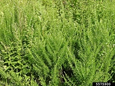 Sericea Lespedeza (UnHulled)