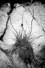 Fine Art Photography, Black and White print, 8x12, Yucca, Paint Mine Park